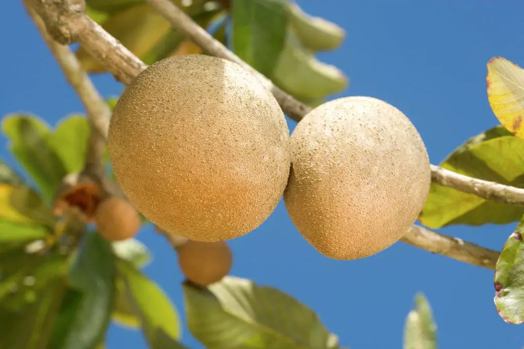 What fruit is mamey fruit similar to