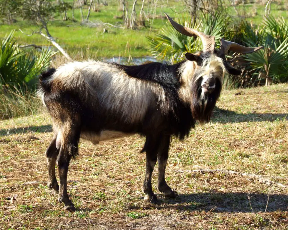 How much do Spanish goats weigh