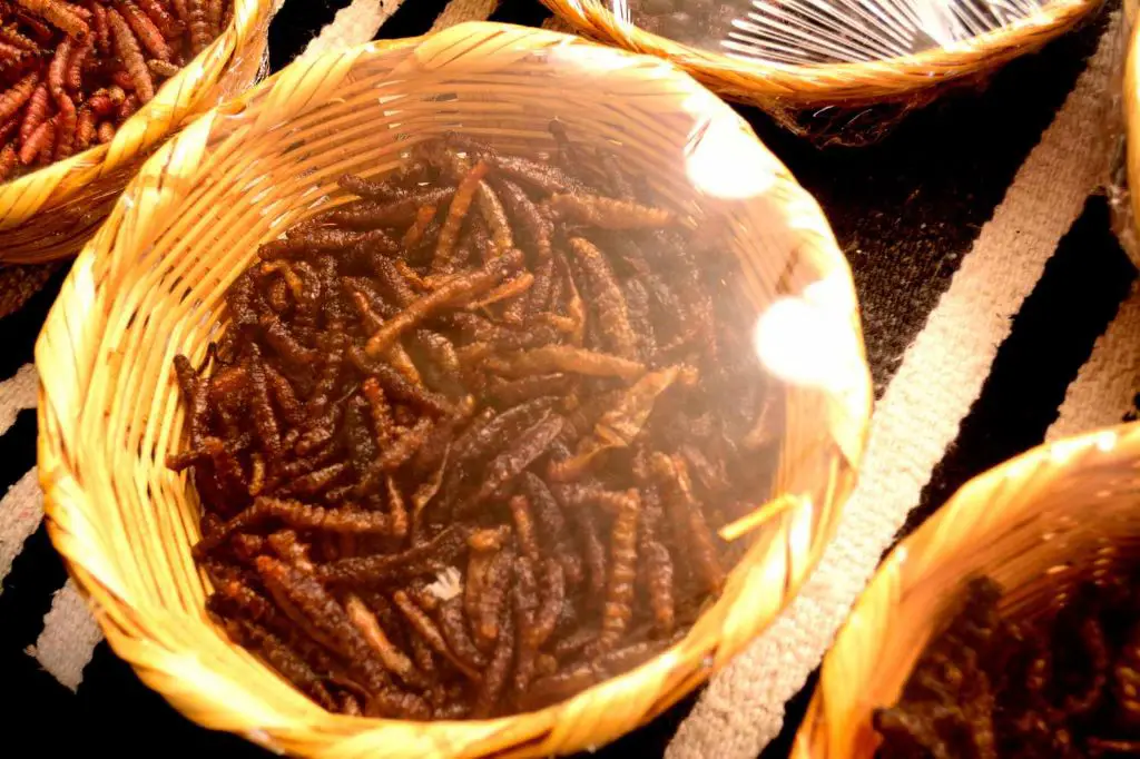 What insect is often eaten in southern Mexico