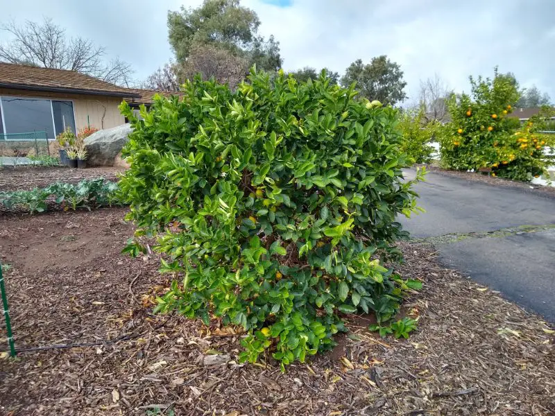 What is a full size Mexican lime tree