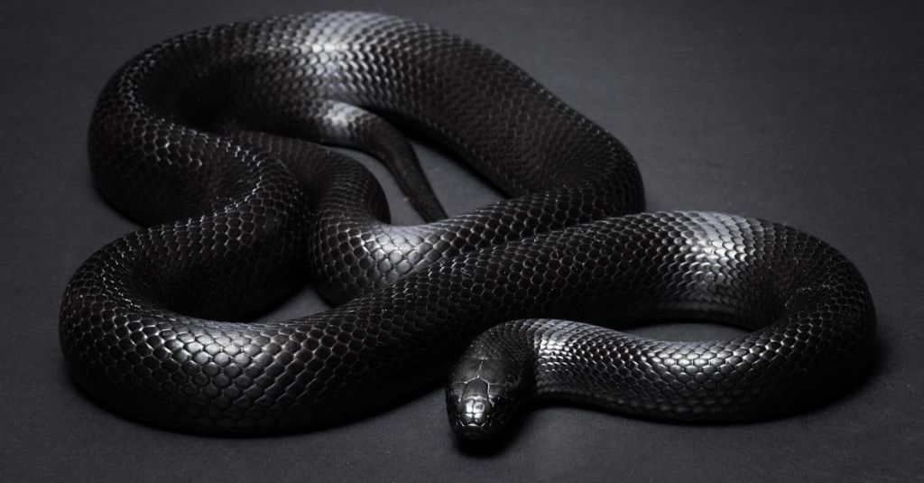 Are Mexican black kingsnakes bitey