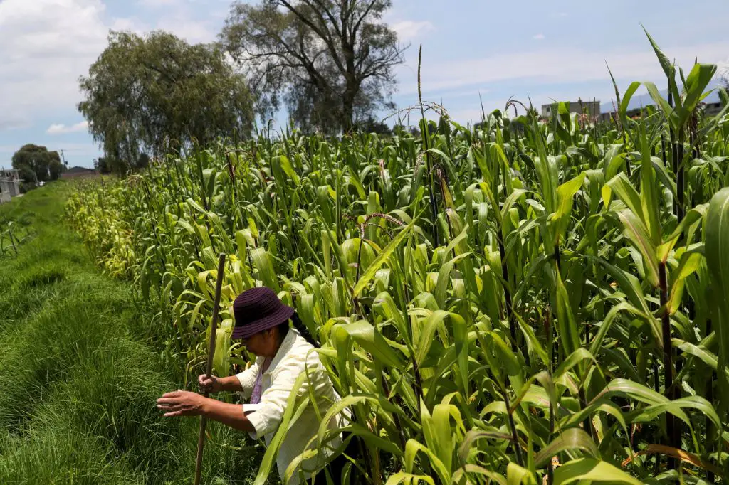 What is the US Mexico GM corn dispute about
