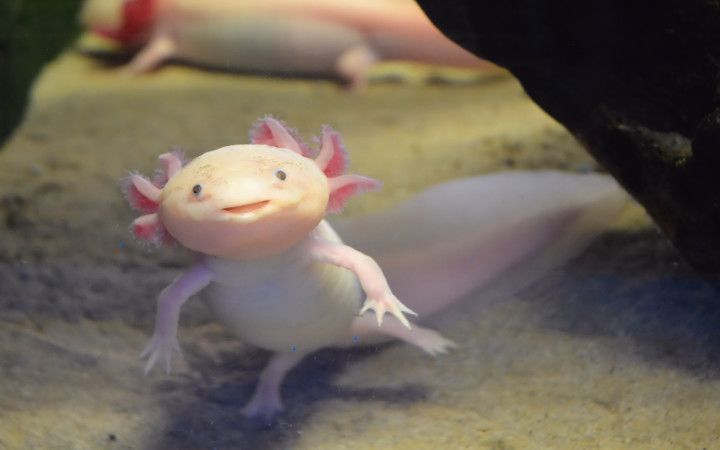 Is A axolotl A fish