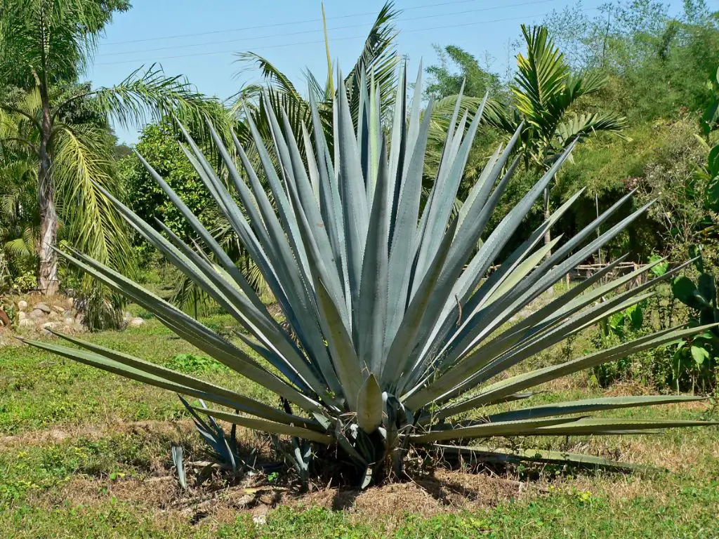 What is special about blue agave