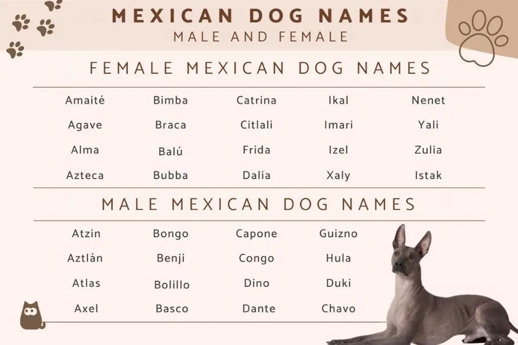 What's a good name for a Mexican Chihuahua