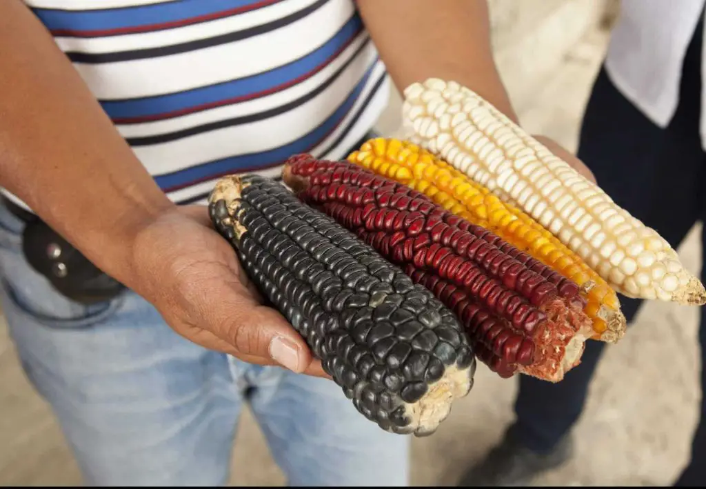 Why is corn so important in Mexican food