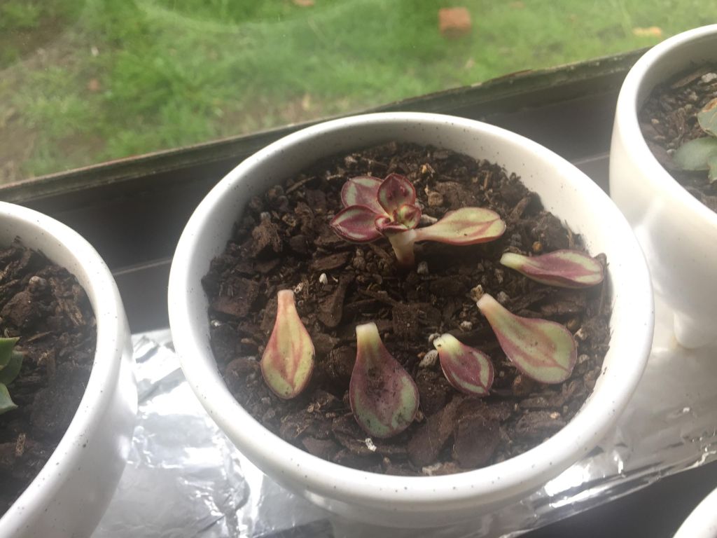 Why do my succulent leaves keep falling off