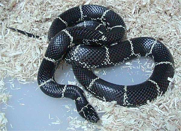 Are there kingsnakes in Canada