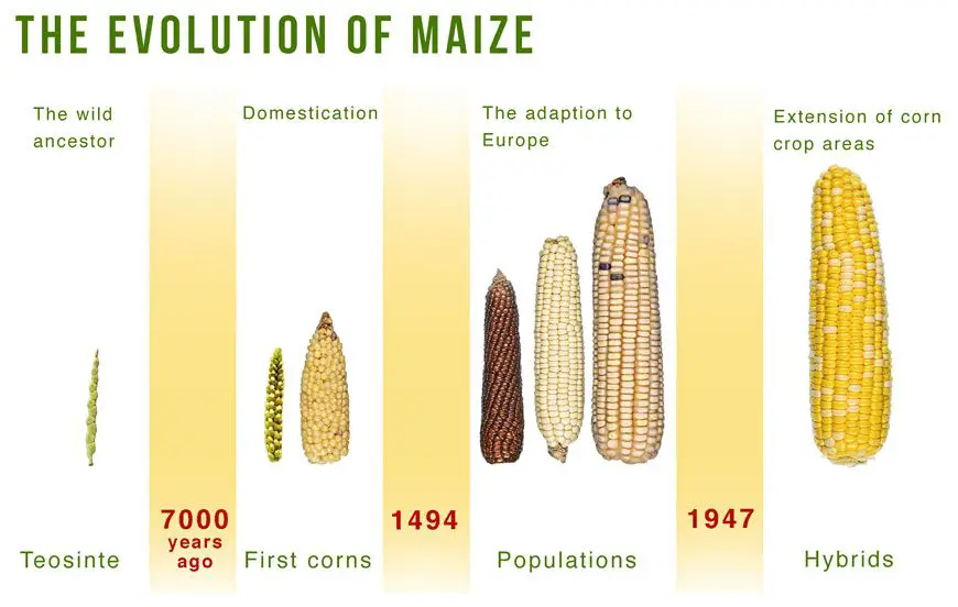 How did maize originate