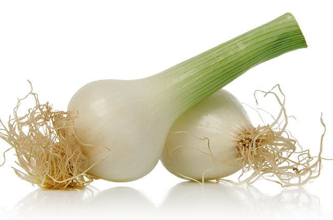 What are Mexican green onions called