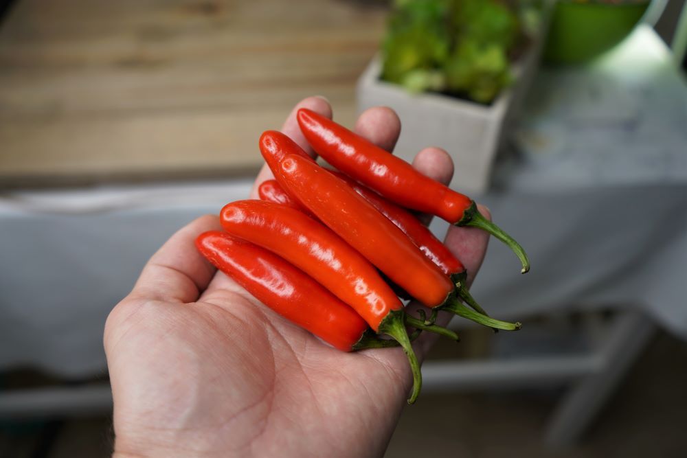 What does it mean when serrano peppers turn red