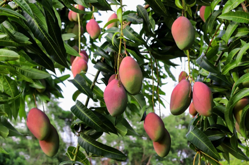 How long does it take to grow a mango tree in California